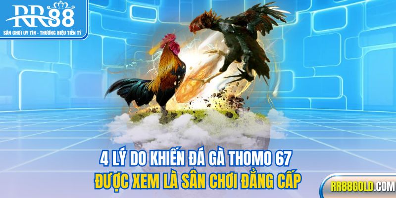 4 lý do khiến đá gà Thomo 67 được xem là sân chơi đẳng cấp