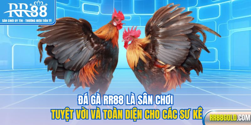 Đá gà RR88 là sân chơi tuyệt vời và toàn diện cho các sư kê
